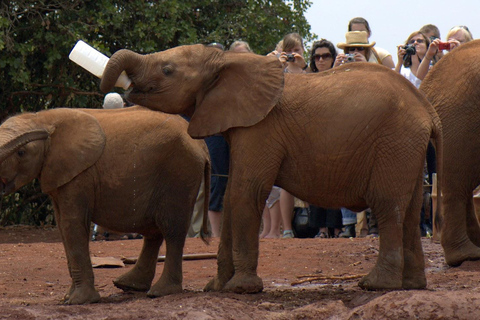 Elephant Orphanage and Bomas of Kenya