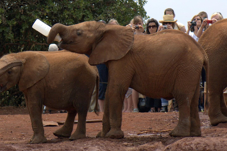 Elephant Orphanage and Bomas of Kenya