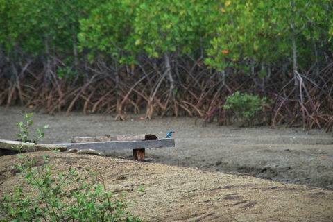 Bagek Kembar: Mangrove & Stingless Beekeeping Experience