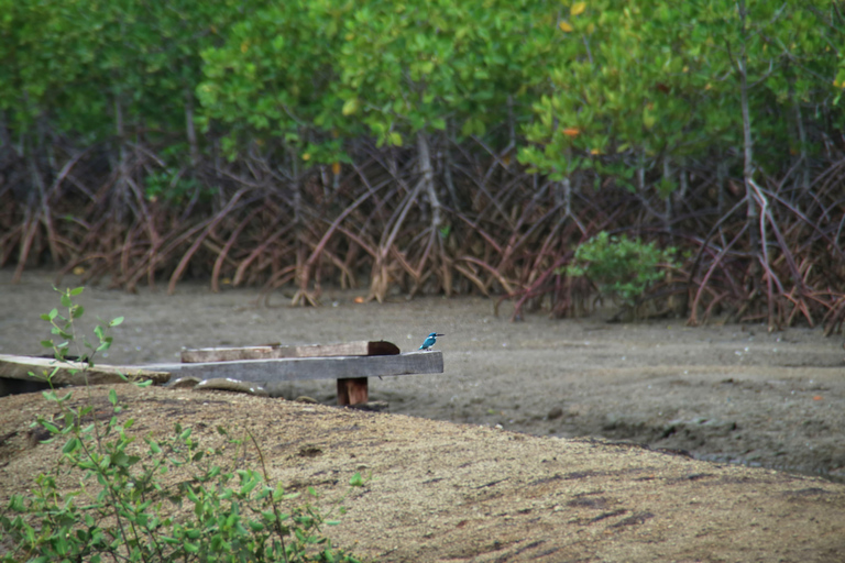 Bagek Kembar: Mangrove & Stingless Beekeeping Experience