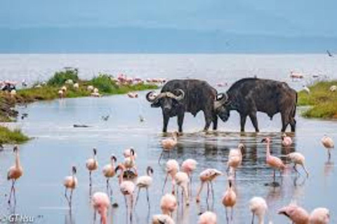 Safari de 8 días a Amboseli, Naivasha, Nakuru y Maasai Mara