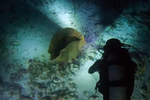 Puerto Morelos: Ojo de Agua Night Dive for Certified Divers