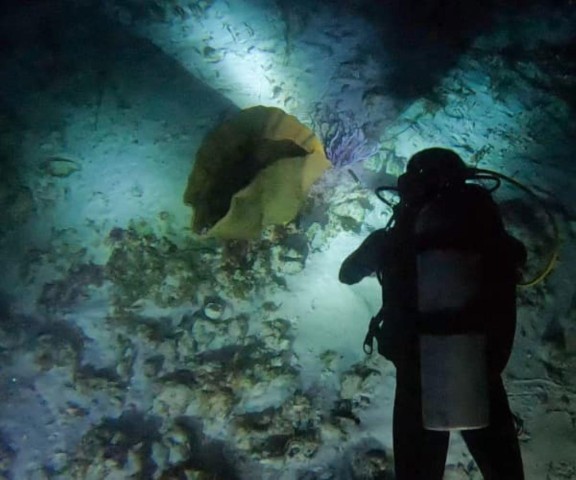 Puerto Morelos: Night Dive at Ojo de Agua Reef