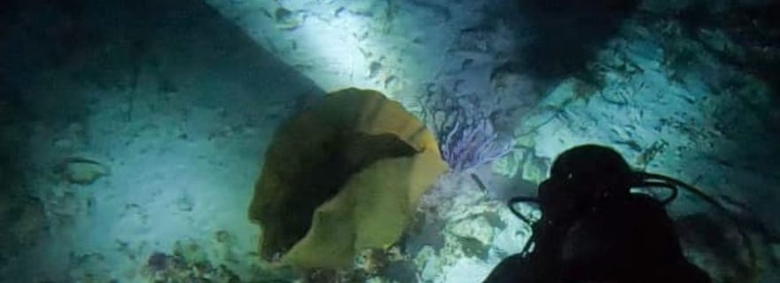 Puerto Morelos : Plongée de nuit à l'Ojo de Agua pour les plongeurs certifiés