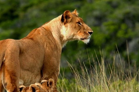 2-Daagse Wildlife Safari naar Tsavo East & Tsavo West Park