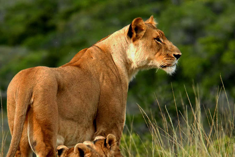 Safari de 2 días por el Parque de Tsavo Este y Tsavo Oeste