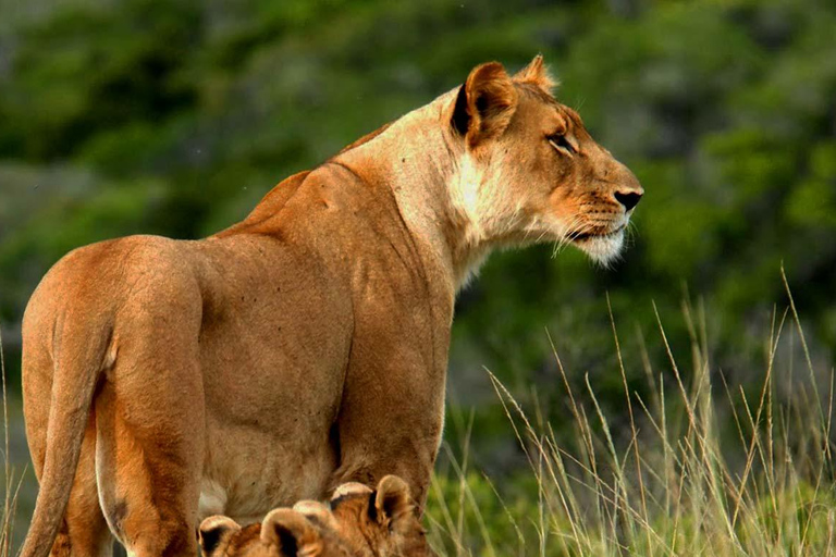 2-dniowe safari z dziką przyrodą w parku Tsavo East i Tsavo West