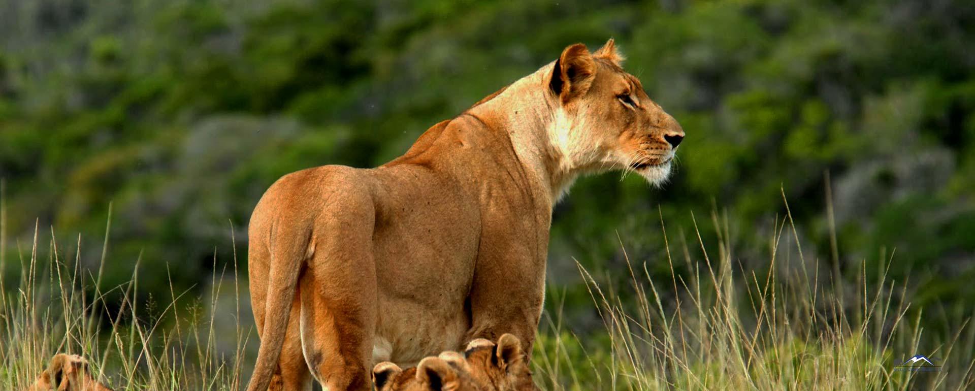 Mombasa & Diani: 3-Tages-Budget-Safari Tsavo East und Amboseli