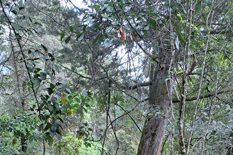 Medellín Hiking, Santa Elena – Arví Park, Forests, and Lagoon
