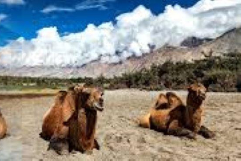 Leh: Leh-Ladakh Tour with Nubra Valley and Pangong Lake