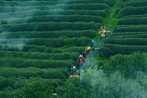 Shanghai to Hangzhou: tea & essences by High-Speed Train