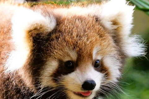 Macau: Private Tour with Red Panda and Fun Vegetarian Lunch