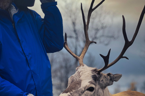 Reindeer Feeding and Sami Culture with Lunch in Autumn Tromsø: Reindeer Feeding and Sami Culture in Autumn