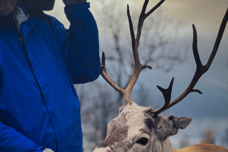 Reindeer Feeding and Sami Culture with Lunch in Autumn Tromsø: Reindeer Feeding and Sami Culture in Autumn