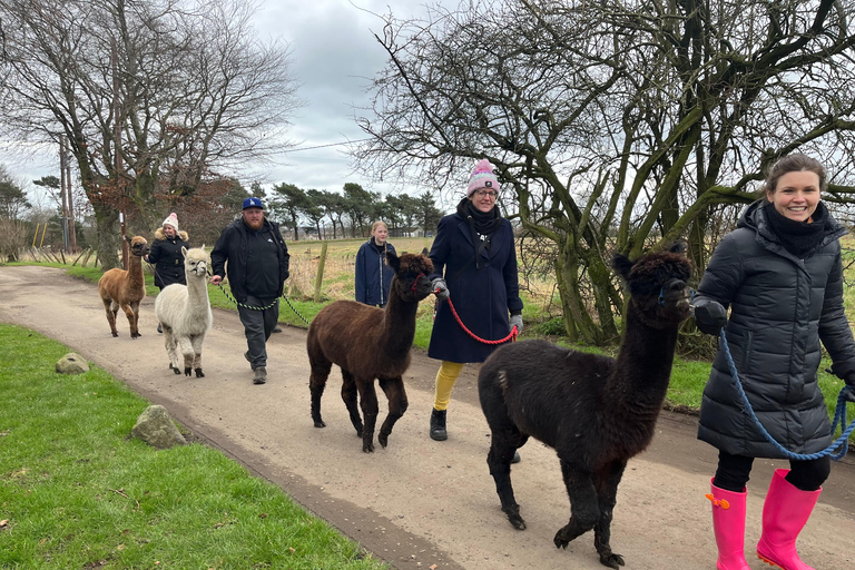 Loch Ness: Full day private tour with Alpaca Adventure