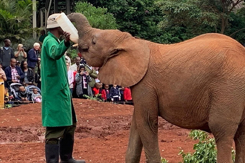 Nairobi Tagestour, Elefantenwaisenhaus und Giraffenzentrum