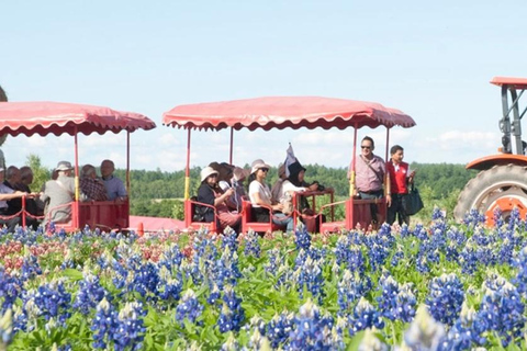 Hokkaido: Furano & Biei 1-Day Tour with Melon & Blue Pond No Melon