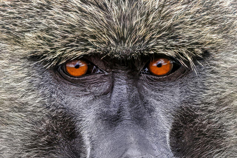 Lake Nakuru National Park Full Day Tour from Nairobi