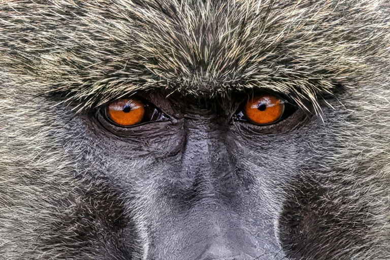 Lake Nakuru National Park Full Day Tour from Nairobi