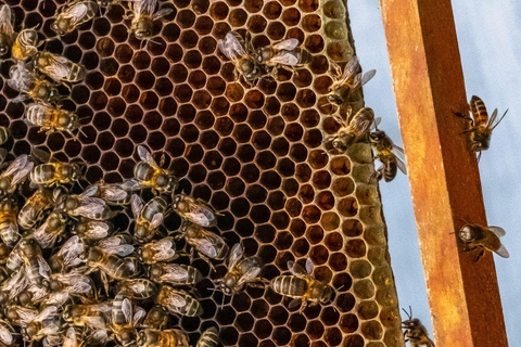 Ilha Terceira: Beekeeping Experience with Honey Tasting