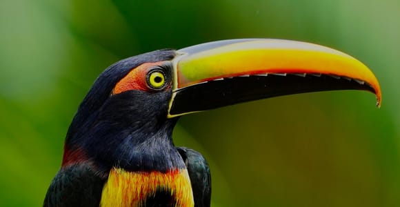 Manuel Antonio: Birdwatching exclusive tour