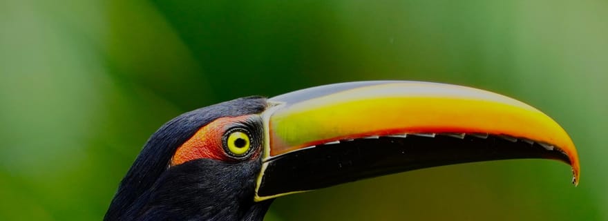 Manuel Antonio : Excursion exclusive pour l'observation des oiseaux