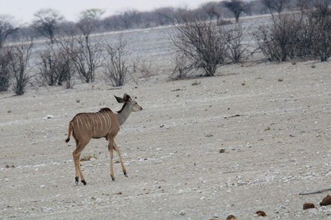 Windhoek: 3-Day Guided Safari in Etosha with Lodge