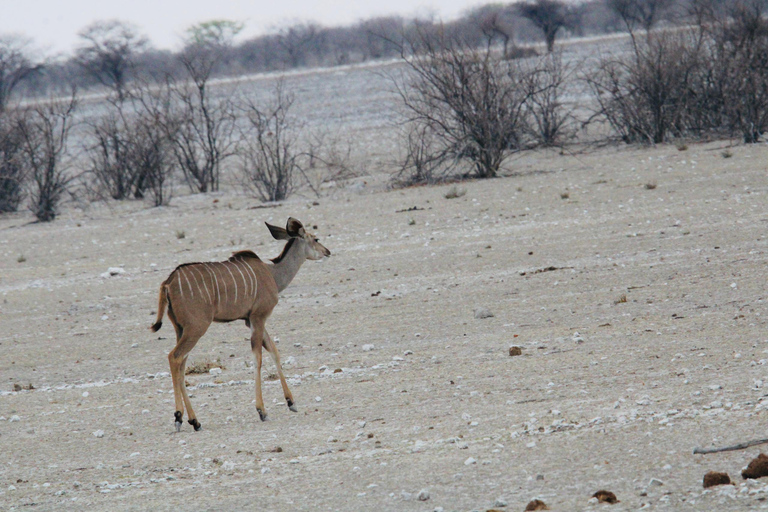Windhoek: 3-Day Guided Safari in Etosha with Lodge