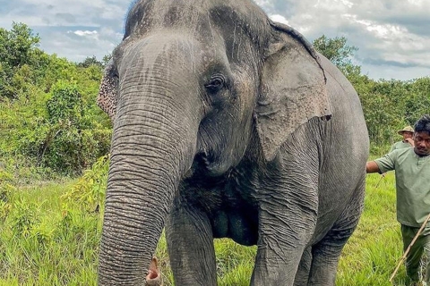 Kulen Elephant Siem Reap Forest in kleine groepsreis