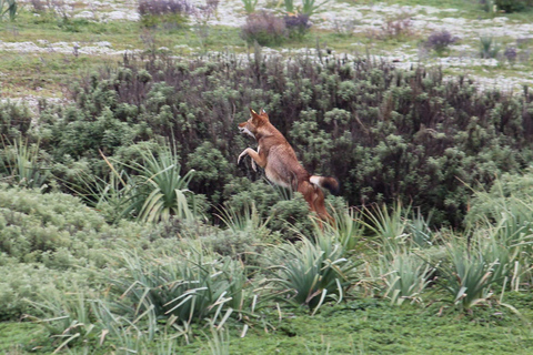 Ethiopia: 8-Day Wildlife Tour with Night Game Drives