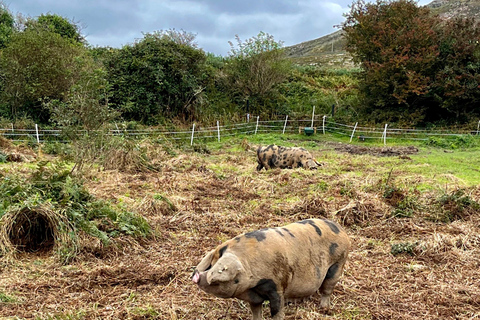 Dublin: Howth Peninsula Hiking TourDublin: Howth Hiking Tour