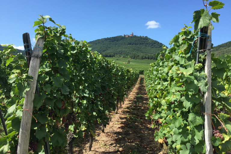 Alsace Villages and Colmar with Wine Tastings