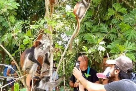 Wycieczka z delfinami Mnemba, las Jozani i restauracja The RockMiejsce zbiórki wyłącznie w Mnemba Transfer Point