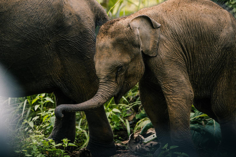 Sigiriya Rock & Minneriya Elephant Safari Day Tour