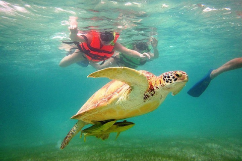 Cancun: Tulum, Cenote and Akumal - Swimming with Turtles