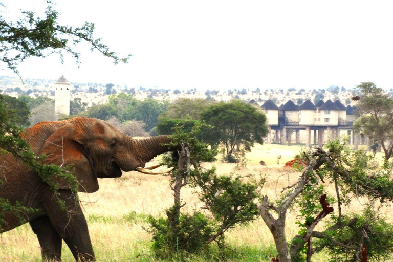 Salt Lick Safari Lodge: tour di 2 giorni da Nairobi o MombasaNairobi o Mombasa: tour di 2 giorni al Salt Lick Safari Lodge