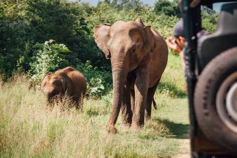 Depuis Colombo : Safari dans le parc national de Yala avec transfert