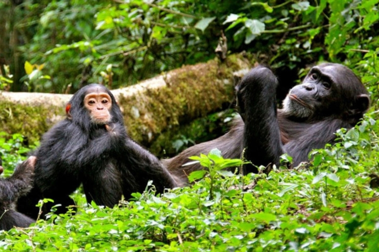 Safari primates de 6 jours au Rwanda