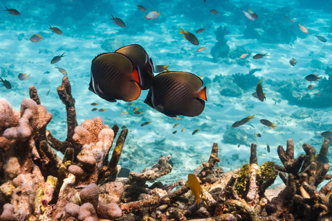 Phuket Excursión de un día a la isla Similan en catamarán de lujo y lancha rápida