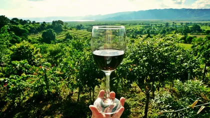 Besuch: Weinkeller des Ätna Gambino Vini + Privater Transfer ab Taormina Besuch: Weinkeller des Ätna Gambino Vini + Privater Transfer ab Taormina
