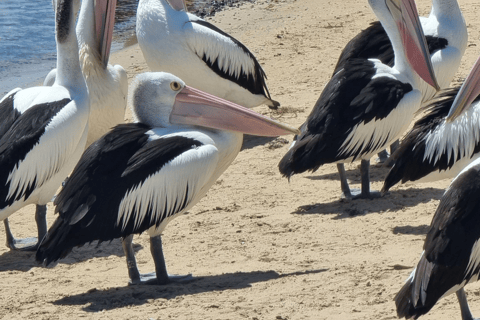 Melbourne: Phillip Island Dolphin and Whale Watching Tour