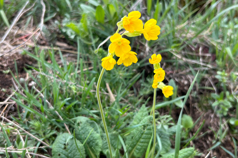 Sofia: Culinary Adventure To The Fungi And Botanical Kingdom