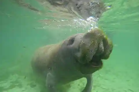 Crystal River: Manatee In-Water Snorkel Tour