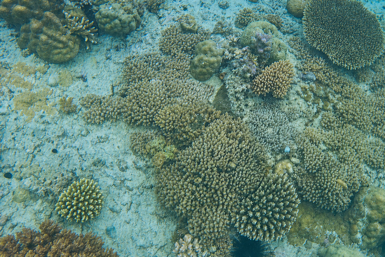 Zanzibar: Tumbatu Island Culture and Snorkeling Tour