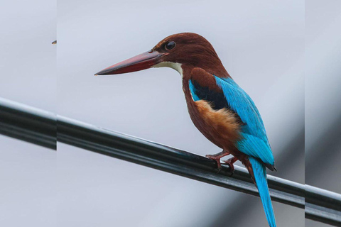 From Galle/Mirissa: Kalametiya Bird Sanctuary Boat Safari Hambantota: Kalametiya Bird Sanctuary Boat Safari-Private