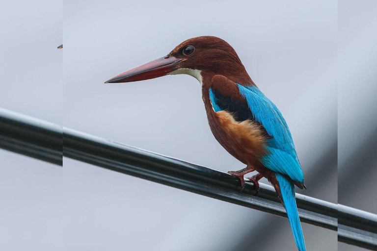From Galle/Mirissa: Kalametiya Bird Sanctuary Boat Safari Hambantota: Kalametiya Bird Sanctuary Boat Safari-Private