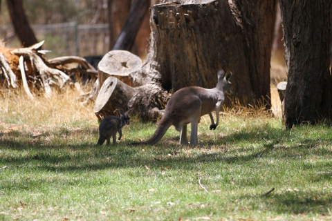 From Perth: Swan Valley Wine Tasting & Wildlife Park Tour