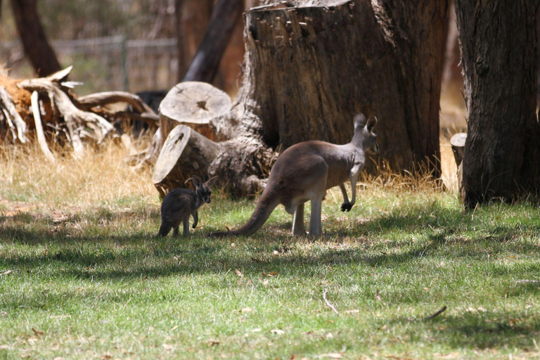 From Perth: Swan Valley Wine Tasting & Wildlife Park Tour