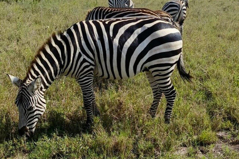 3 Days & 2 Nights Amboseli National Park With 4*4 Vehicle