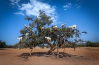 Essaouira, Highlights Tour with Tasting the Ocean City - Housity
